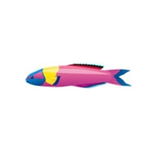 Cortez Rainbow Wrasse